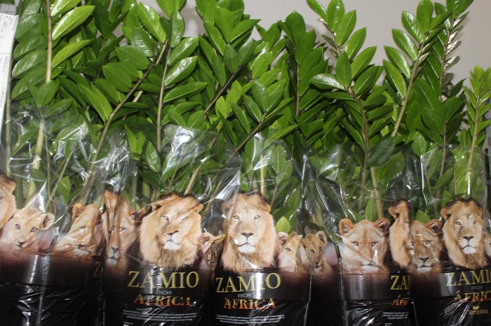 <h4>ZAMIOCULCAS P24</h4>