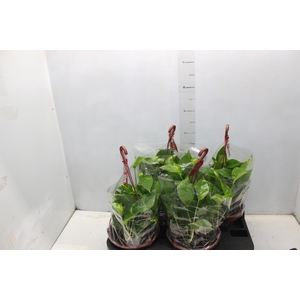 JIBOIA VERDE C21 PENDENTE