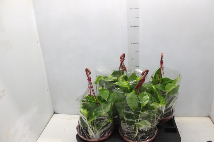 <h4>JIBOIA VERDE C21 PENDENTE</h4>