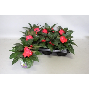 Impatiens N.G. ClockWork Red