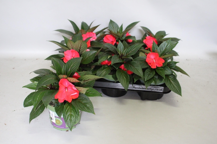 <h4>Impatiens N.G. ClockWork Red</h4>