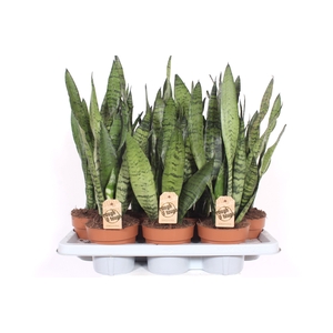 Sansevieria zeylanica