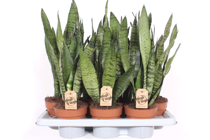 <h4>Sansevieria zeylanica</h4>