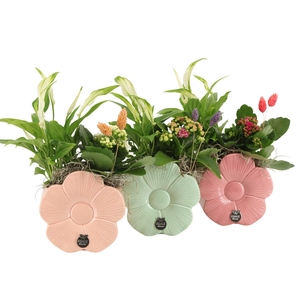 21868: Lovess arrangement