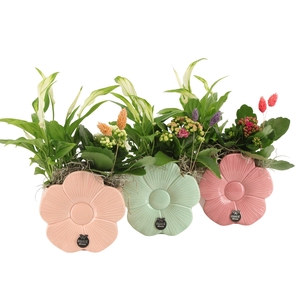 21868: Lovess arrangement