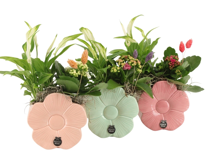 <h4>21868: Lovess arrangement</h4>