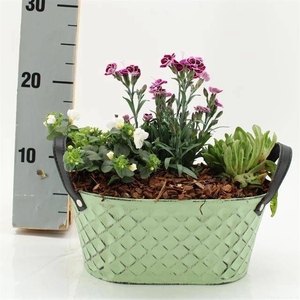 ARR TUINPLANTEN