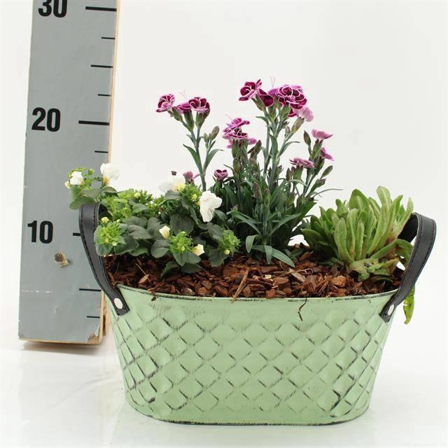 <h4>ARR TUINPLANTEN</h4>