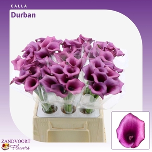 Calla Durban