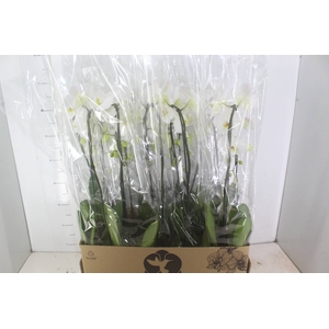 PHALAENOPSIS CASCATA P12 BRANCO