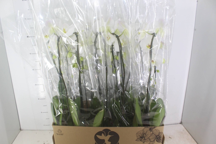 <h4>PHALAENOPSIS CASCATA P12 BRANCO</h4>
