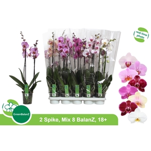 PHAL GEM 8 KL