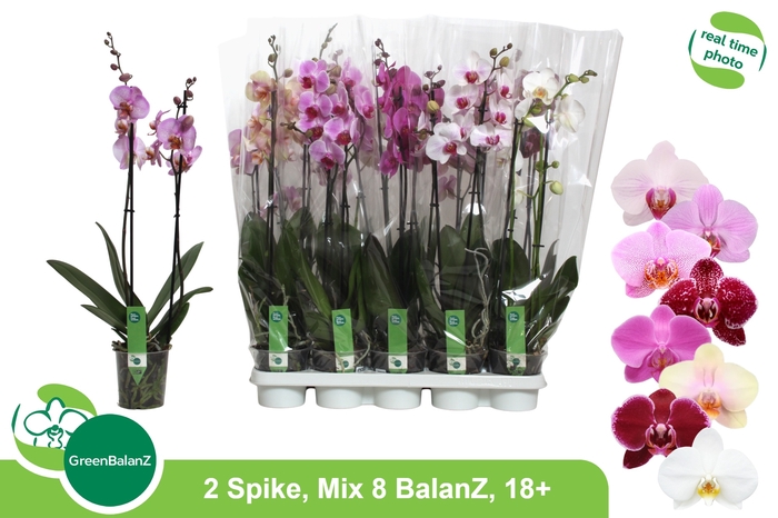 <h4>PHAL GEM 8 KL</h4>