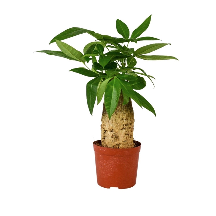 <h4>PACHIRA AQUATICA</h4>