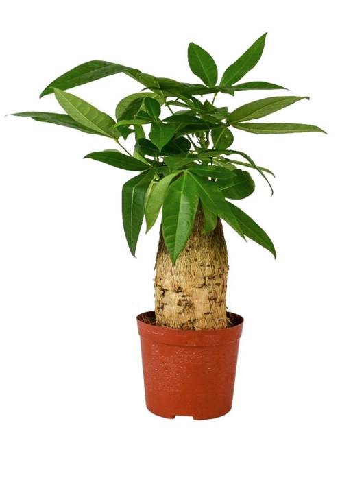 <h4>Pachira aquatica 12 cm trunk</h4>