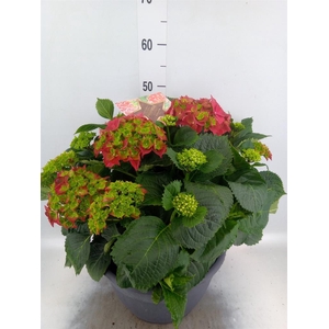 Hydrangea mac.