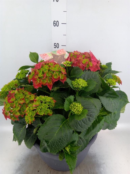 <h4>Hydrangea mac.</h4>