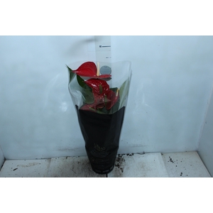 ANTHURIUM MICHIGAN P17 PREMIUM
