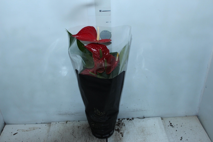 ANTHURIUM MICHIGAN P17 PREMIUM