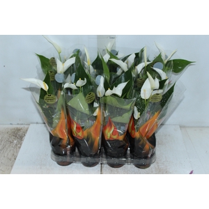 ANTHURIUM BANDEROLA CAVA P09