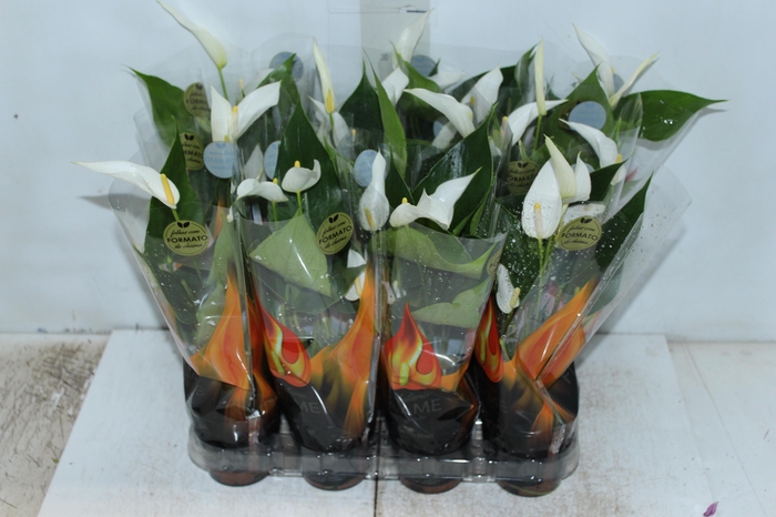 <h4>ANTHURIUM BANDEROLA CAVA P09</h4>
