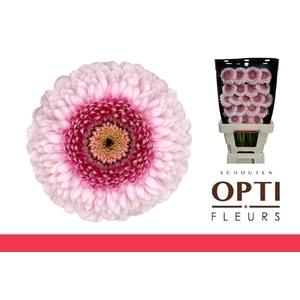 GE MB POM CAMILLA-Diamond*20