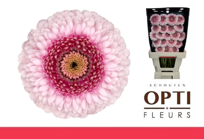 <h4>GE MB POM CAMILLA-Diamond*60</h4>