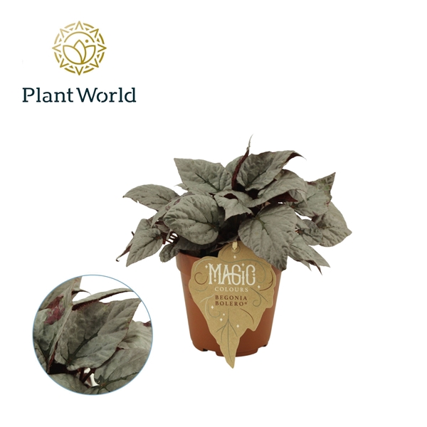 <h4>Begonia rex Bolero</h4>