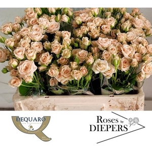 R Tr Tanja Diepers