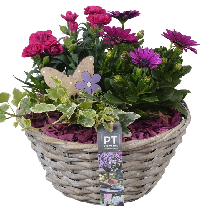 <h4>Arr.   Perkplanten L%</h4>