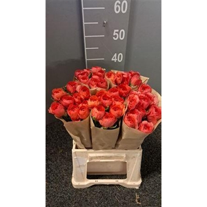 Ran Suc Ex Fragolino