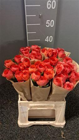 <h4>Ran Suc Ex Fragolino</h4>