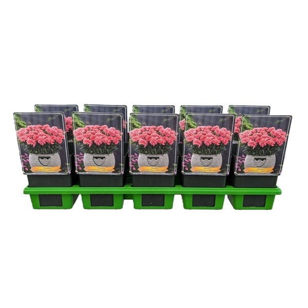 <h4>Dianthus caryophyllus Code ® 'Salmon' P11</h4>