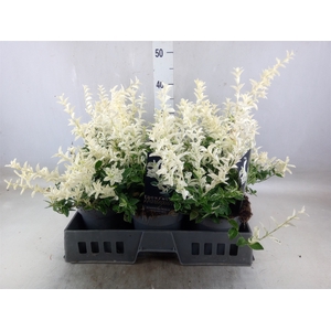 Euonymus fortunei 'Harlequin'