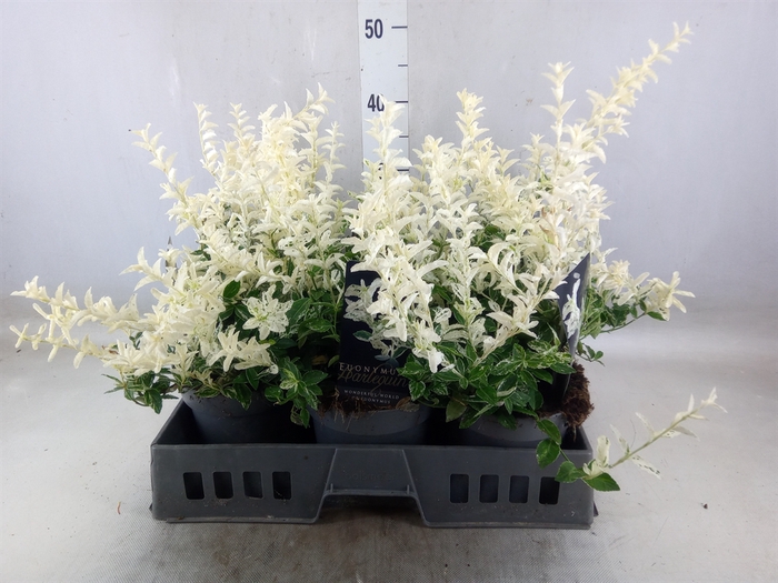 <h4>Euonymus fortunei 'Harlequin'</h4>