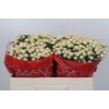 Hypericum Cool Romance