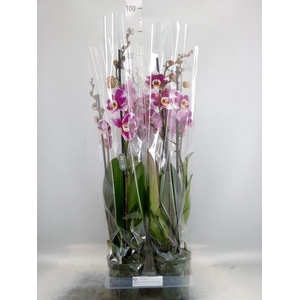 Phalaenopsis  'Ant Barcelona'