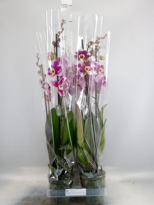 <h4>Phalaenopsis  'Ant Barcelona'</h4>