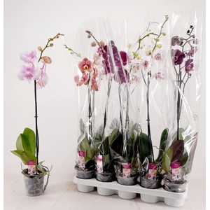 KLOK/PHAL GEMENGD 1T9+