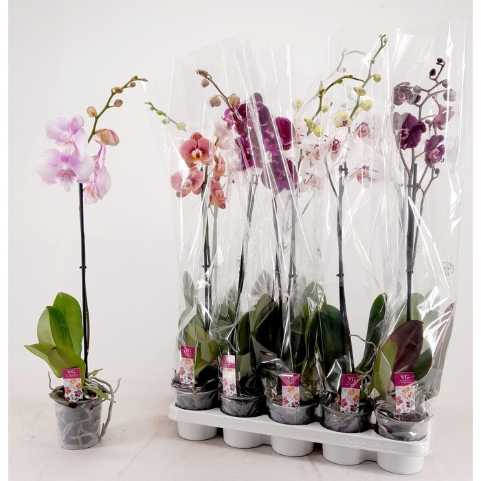 <h4>PHAL GEM</h4>