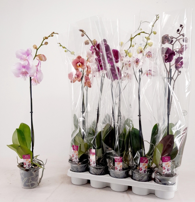 <h4>KLOK/PHAL GEMENGD 1T9+</h4>