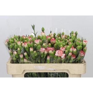 Dianthus Sp Minuetto