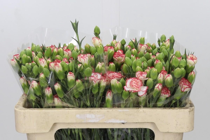 <h4>Dianthus Sp Minuetto</h4>