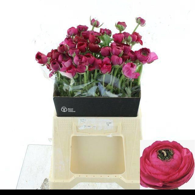 <h4>RAN EL HOT PINK</h4>