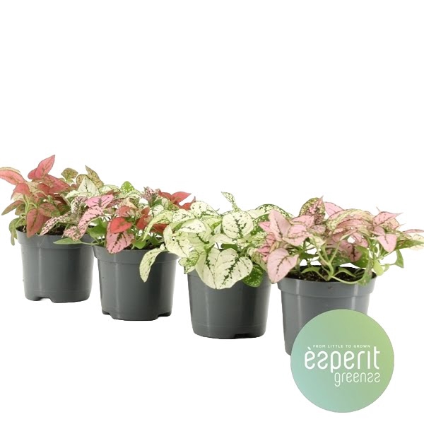 Hypoestes Mix 2-3 srt.