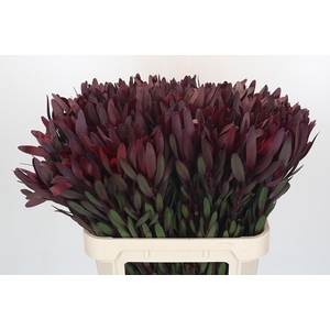 Leucadendron Saf Sunset Dark R.