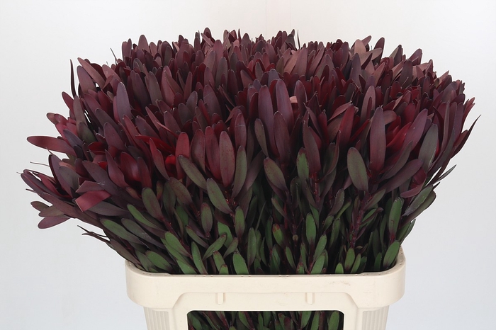 <h4>Leucadendron Saf Sunset Dark R.</h4>