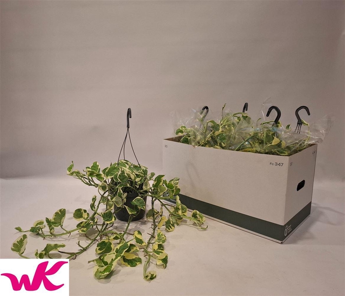 <h4>Epipremnum aureum N'Joy</h4>