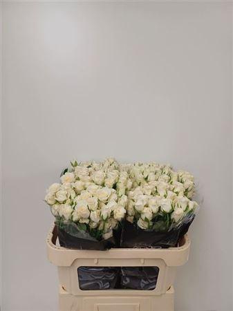 <h4>R Tr Snowy Blossoms</h4>