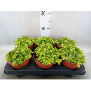 Fittonia   ...